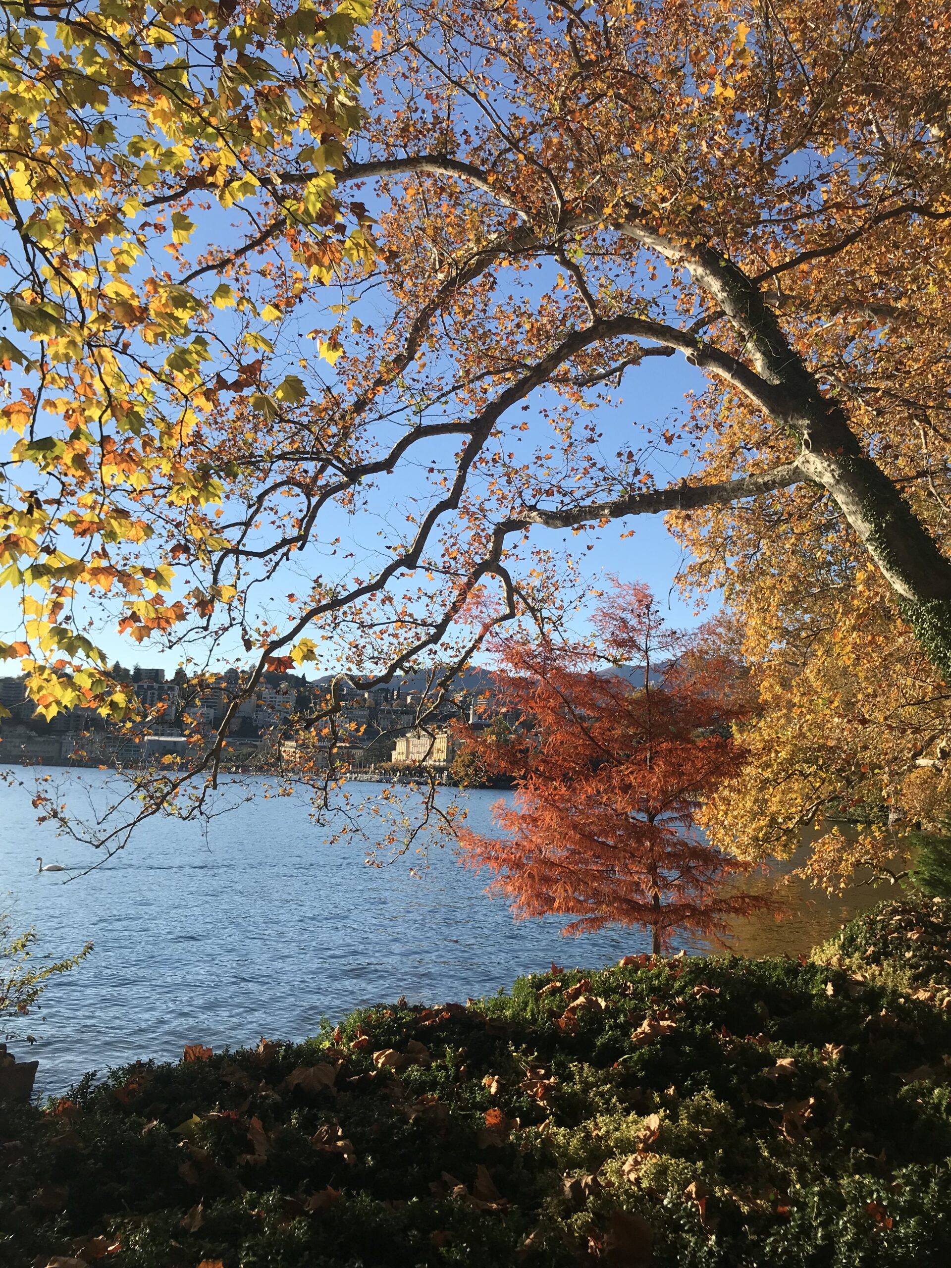 Lugano dal Parco