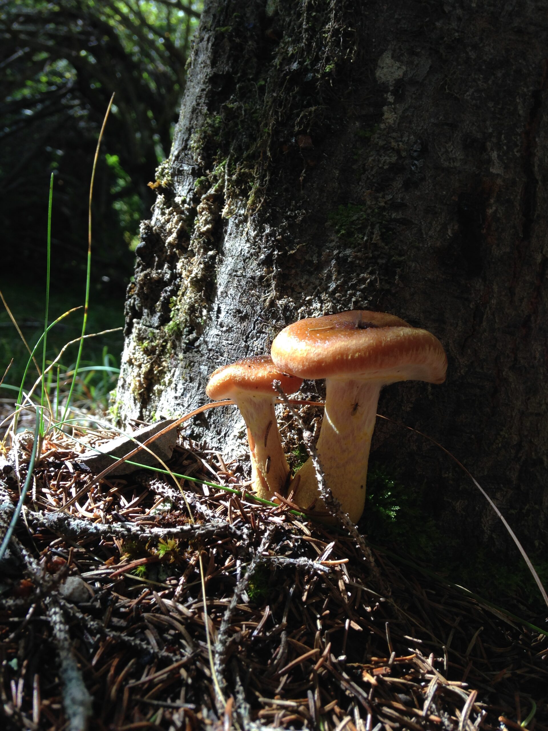 Pilz 22.09.2014