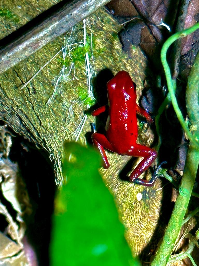 Rana rossa