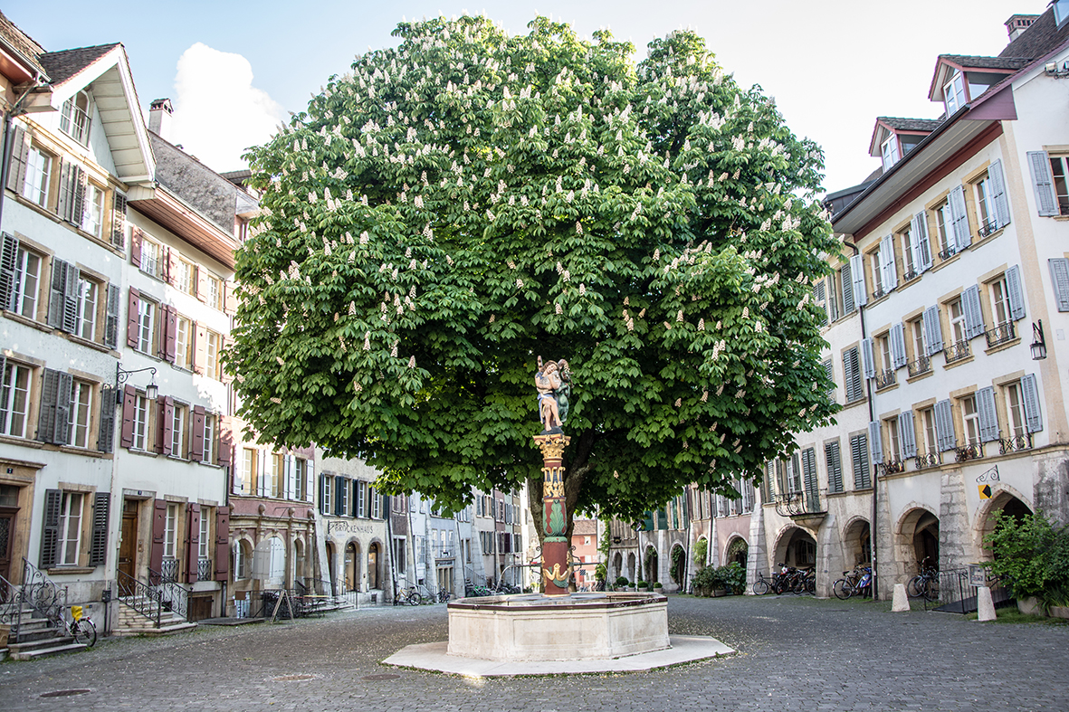 01_Arbre des anges_Bienne_Primavera