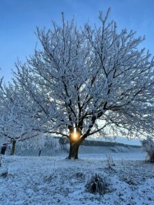 albero solare