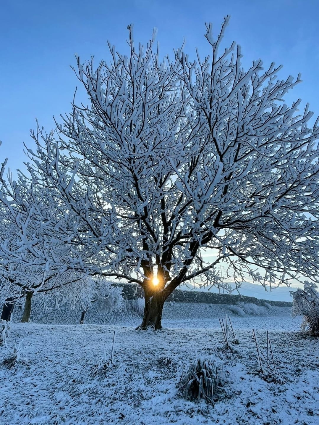 albero solare